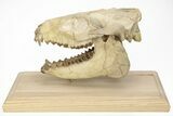 Fossil Oreodont (Merycoidodon) Skull on Base - South Dakota #217200-6